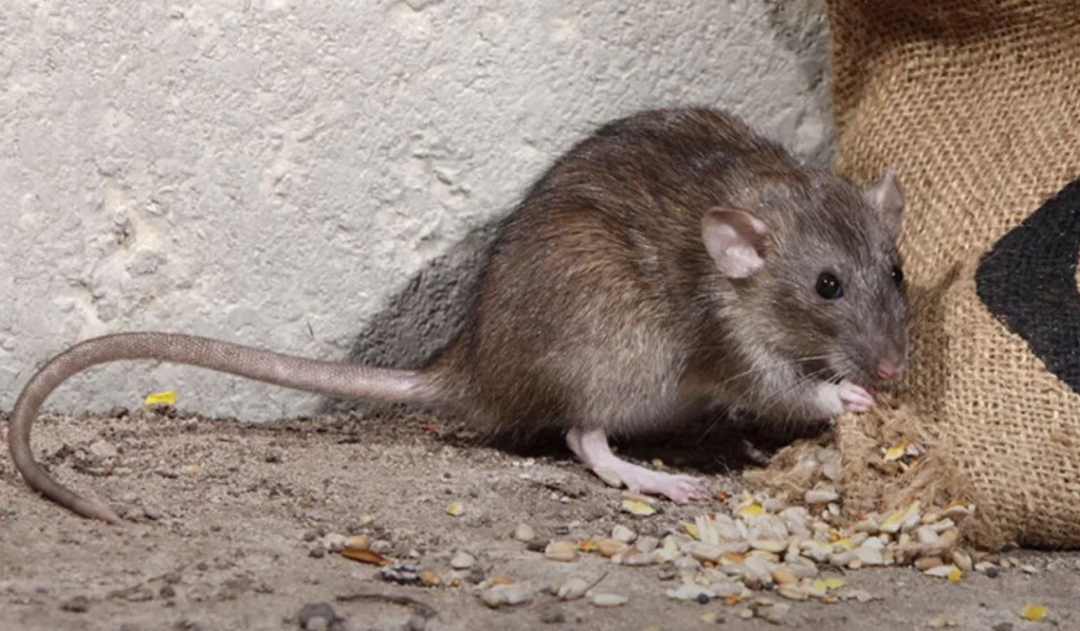 фото: Профессиональная дератизация в Каринторфе: <br/>+7-909-173-42-96