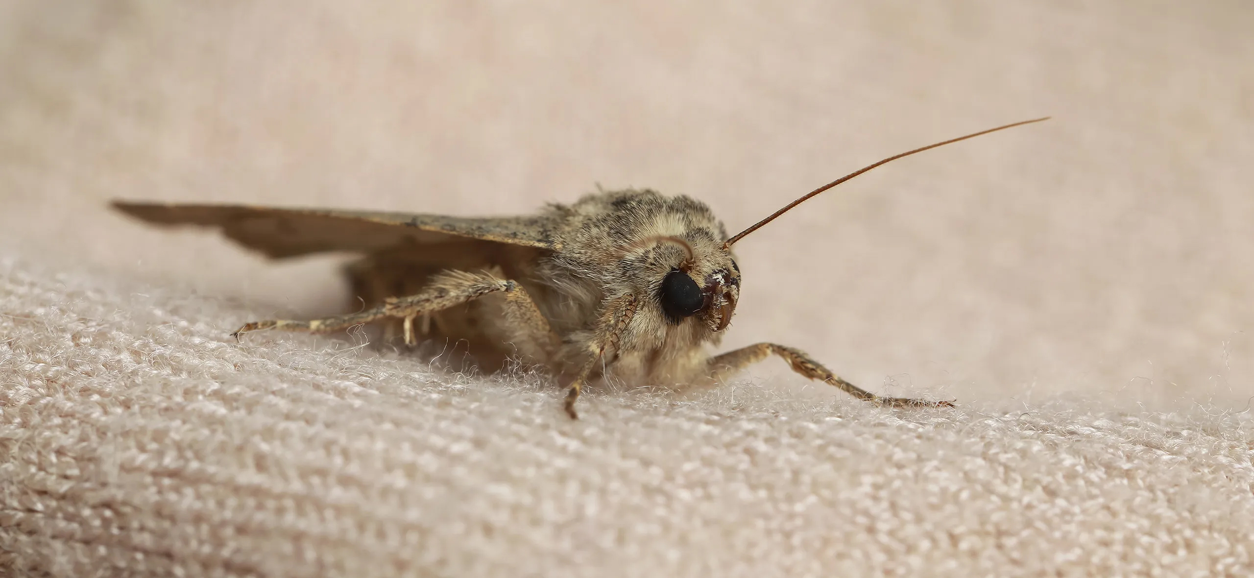 фото: Профессиональная обработка от моли в Каринторфе: <br/>+7-909-173-42-96